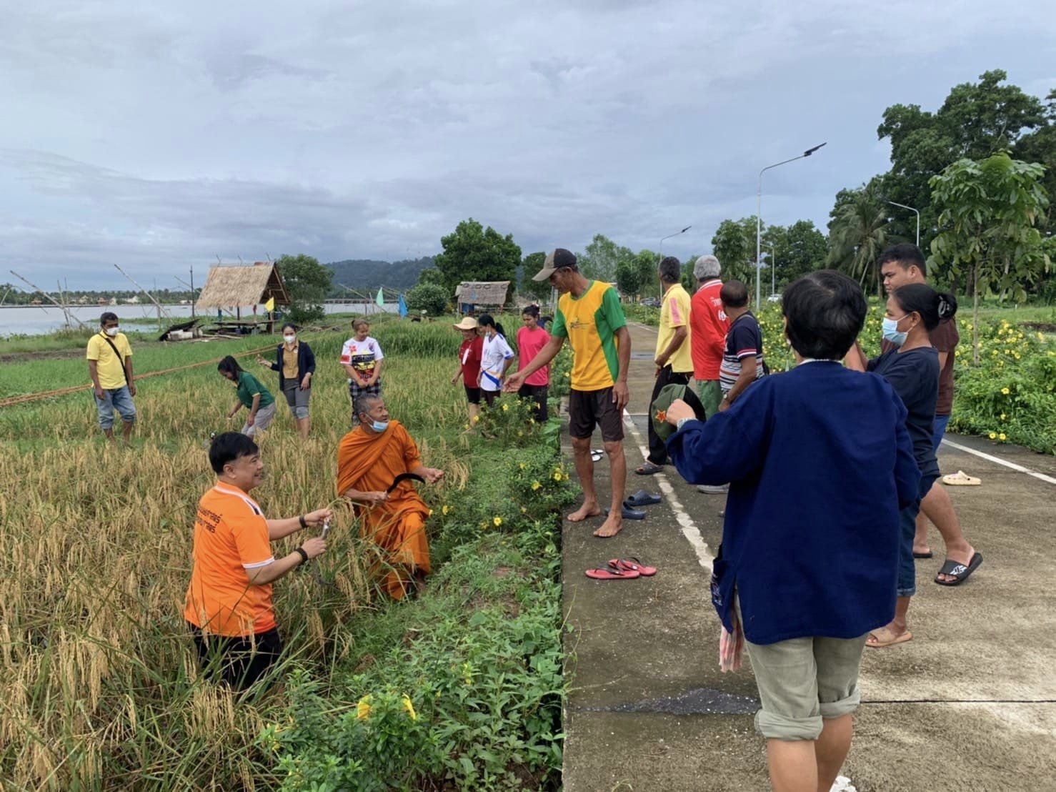 ศูนย์บริการวิชาการท้องถิ่นและเครือข่ายชุมชน มนส. มรส. ร่วมแรงร่วมใจกันเกี่ยวข้าว เพื่อทำกิจกรรมจิตอาสาทำความดีและสืบสานภูมิปัญญาของชุมชน เนื่องในวันพ่อแห่งชาติ 5 สิงหาคม 2565